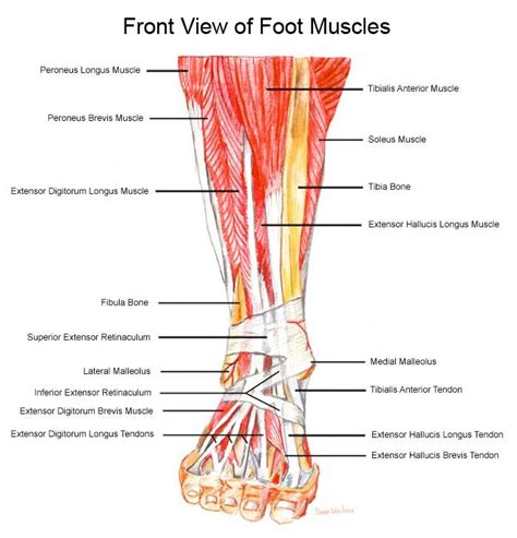 Tendons And Ligaments In Foot And Leg - Pictures Of Ankle Joint Ligaments - Exercisers would do ...