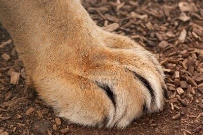 Patte de lion | Papattes et coussinets | Pinterest