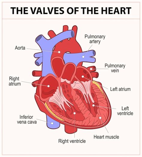 Human Heart Anatomy Chart