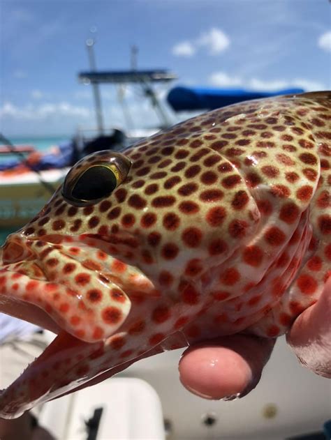 Strawberry Grouper caught off shore in Turks & Caicos. Tastes so good ...