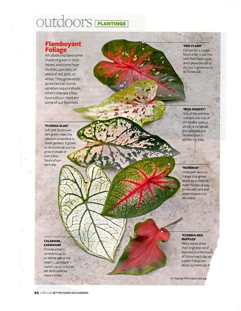 Caladium Care Outdoors - Gerden Style