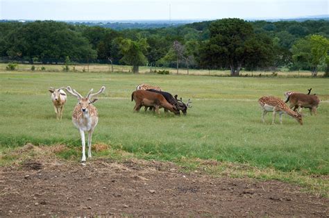 THE 10 BEST Hotels in Glen Rose, TX 2024 (from $72) - Tripadvisor