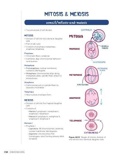 Mitosis And Meiosis Stages