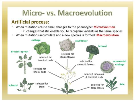 PPT - Micro- to Macro-evolution PowerPoint Presentation, free download - ID:2248281