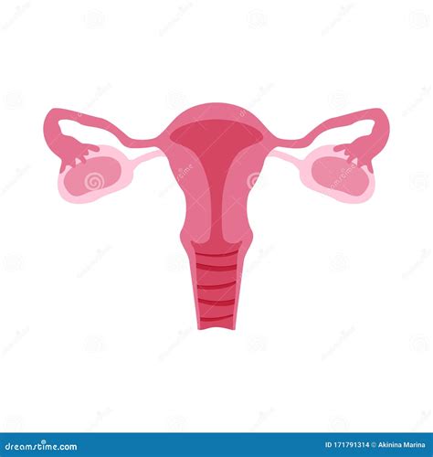 Female Reproductive System Diagram Color – NBKomputer