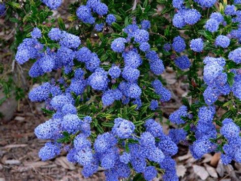 California Lilac, Ceanothus