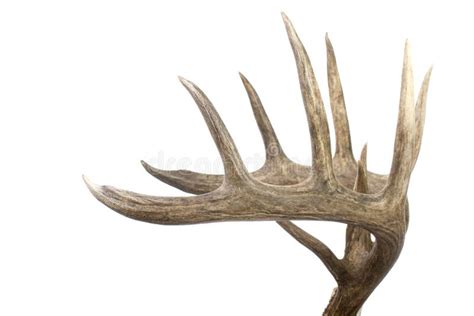 Large Set Of Whitetail Buck Antlers Side View Royalty Free Stock Photography - Image: 13094077