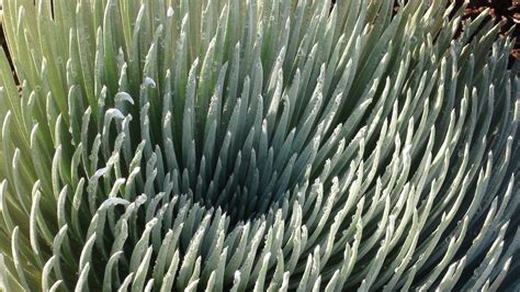 Quick Facts: Haleakala Silversword | Haleakala, Cactus plants, Facts