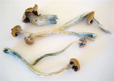 Growing Magic Mushrooms in 7 Steps – Mushroom Growkit Manual | Sirius