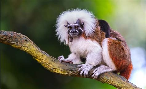 The 15 Species Of Critically Endangered New World Monkeys - WorldAtlas