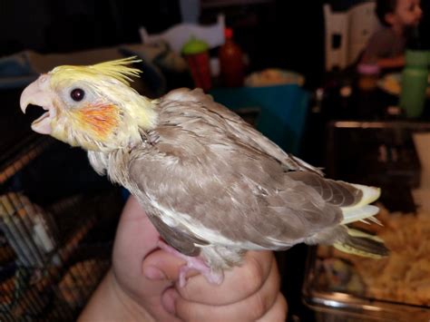 Cockatiel Birds For Sale | Fort Worth, TX #276681