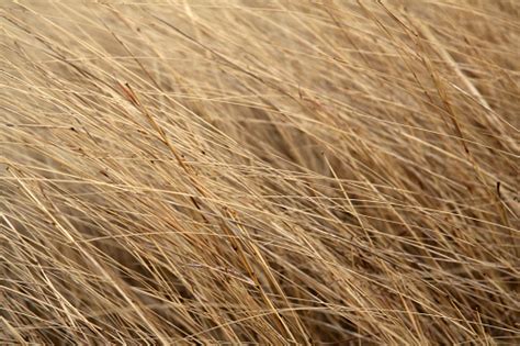 Free Tall grass texture stock photos. Download the best free Tall grass ...