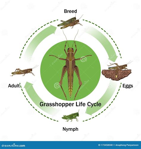 Grasshopper Life Cycle Vector For Graphic Design. | CartoonDealer.com #173458048