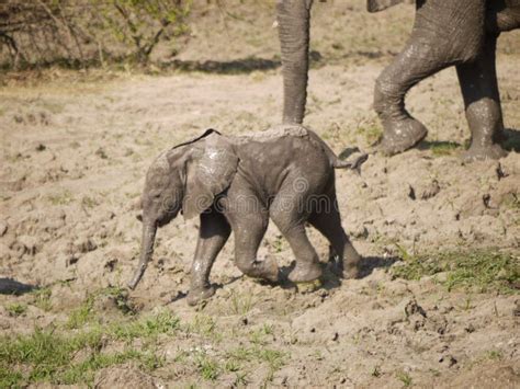 Newborn African Bush Elephant Calf Stock Image - Image of infant, africa: 50351505