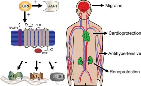 Calcitonin Gene-Related Peptide Receptor Agonism | Circulation