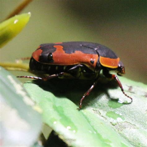 Ornate Sun Beetle