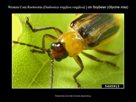 Western and Northern Corn Rootworm | NC State Extension