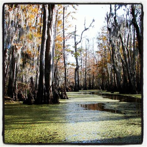 Swamps | Swamp, Tree, Plants