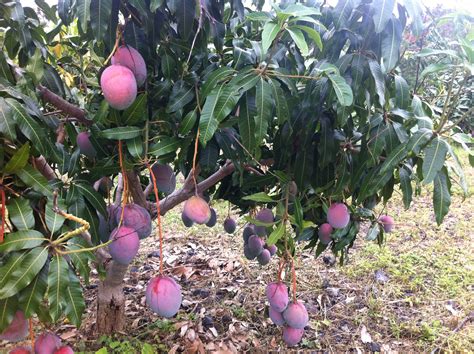 Coffee & Mango Farm Sanctuary with Spectacular Ocean Views | Hawaii Life