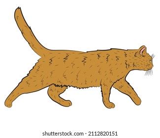 Realistic Walking Ginger Cat Profile Vector Stock Vector (Royalty Free ...