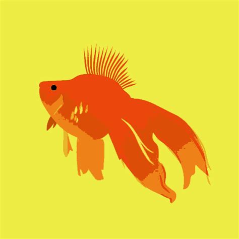 Julia Chamarelli Golden Fish GIF - Julia Chamarelli Golden Fish Fish - GIF 탐색 및 공유