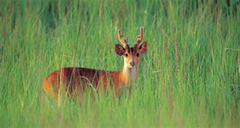 Assam wildlife sanctuary, Wildlife Tours in Assam, Wildlife of Assam ...