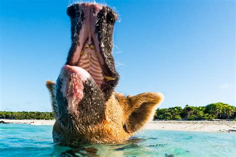 The Amazing Pig Island Tour to the Bahamas Swimming Pigs you must try