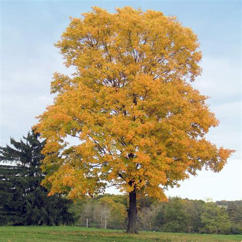 Silver Maple Trees for Sale – FastGrowingTrees.com