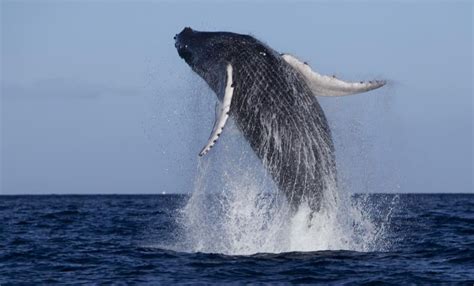 Here's video of Hawaii's first humpback whale sighting of the season ...