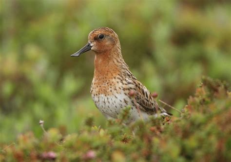 Kamchatka’s Forgotten Coast Russia wildlife holiday | Asia group tour ...