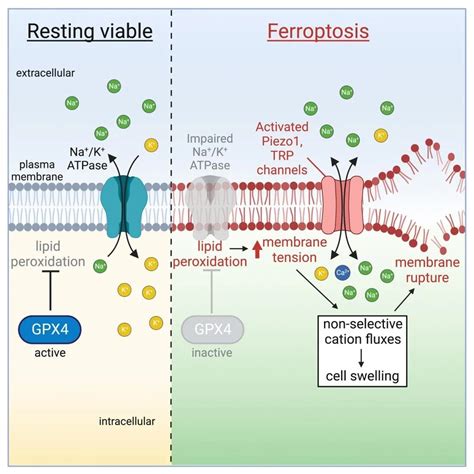 Scientists reveal more about the process behind ferroptosis, a recently ...