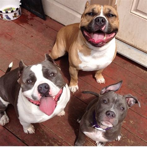 Gorgeous #Pitbull family | #Pit #Bull #Terrier | Pinterest | Pitbull