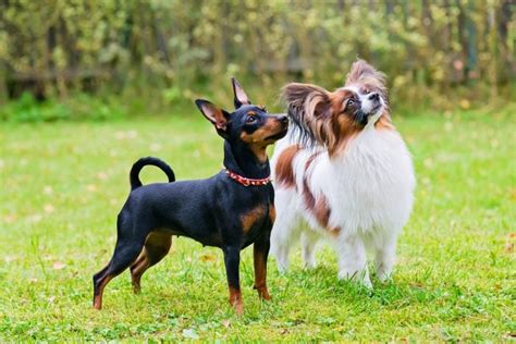 31 Toy Dog Breeds That Are Adorably Small — Cute Miniature Dogs