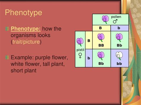 PPT - Genetic Variation PowerPoint Presentation, free download - ID:5544463