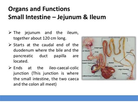 Avian Digestive System