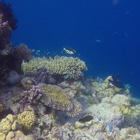 Apo Reef Natural Park (Sablayan) - 2019 All You Need to Know Before You ...