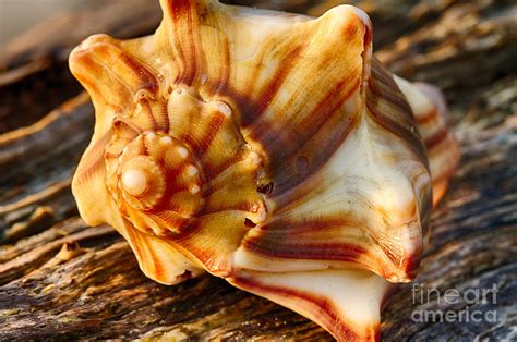 Knobbed Whelk 2 Botany Bay Photograph by Carrie Cranwill - Fine Art America