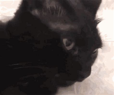 Cat Blep Cat Tongue GIF - Cat Blep Cat Tongue Blep - Discover & Share GIFs