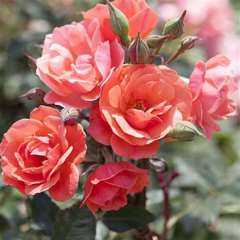 Coral Knock Out® Shrub Rose | Knockout roses, Knockout roses colors ...