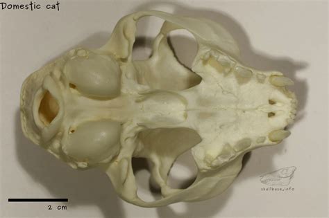 Domestic cat - Skull Base