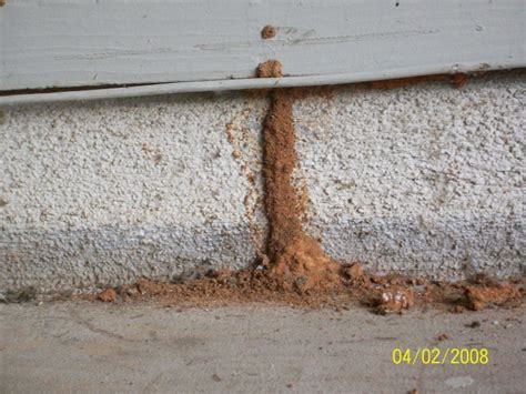 Gallery For > Signs Of Termite Damage