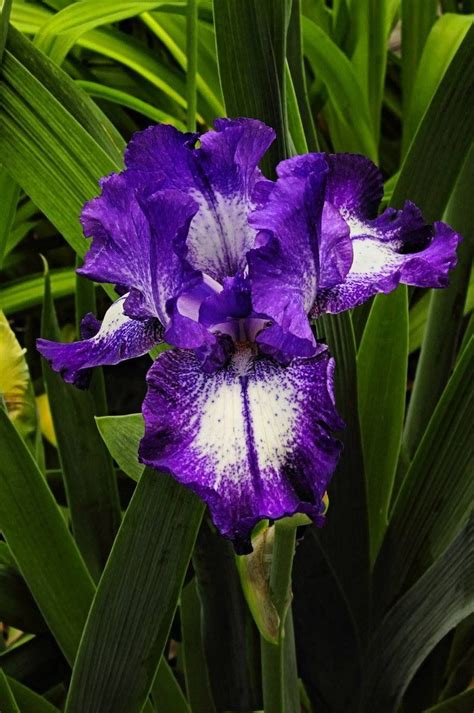 Purple Iris | Iris garden, Iris flowers, Trees to plant