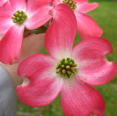 Carver's Photographic Journey: That's My World: Dogwood - State flower ...