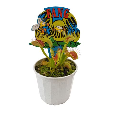70mm Venus Flytrap - Dionaea muscipula | Bunnings Warehouse