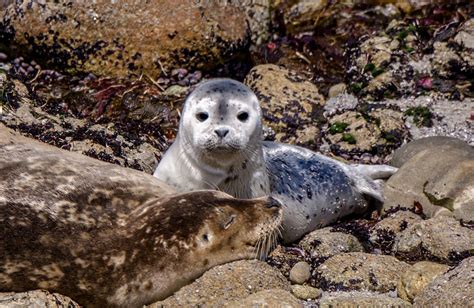 Harbor Seal Pup 8 Photograph by Randy Straka - Fine Art America