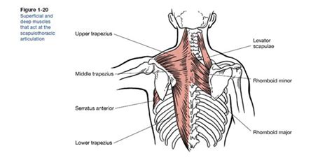 Muscles That Move the Scapulae | Scapula, Muscle, Fitness certification