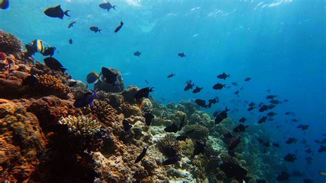 Reef in the Maldives | GP7B : r/gopro