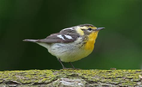 Blackburnian Warbler - female (Setophaga fusca) | Shell Park… | Flickr