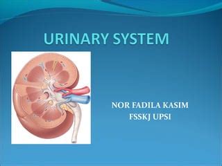 Urinary system | PPT