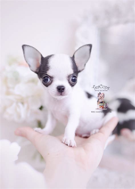 Teacup Chihuahuas For Sale | Teacup Puppies & Boutique